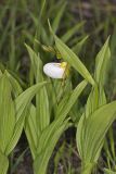 Small White Lady's-slipper, Cypripedium candidum