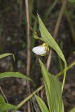 Small White Lady's-slipper, Cypripedium candidum