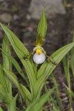 Small White Lady's-slipper, Cypripedium candidum