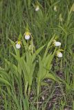 Small White Lady's-slipper, Cypripedium candidum