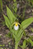 Small White Lady's-slipper, Cypripedium candidum