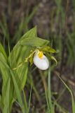 Small White Lady's-slipper, Cypripedium candidum