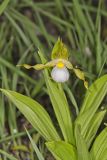 Small White Lady's-slipper, Cypripedium candidum
