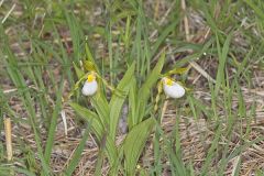 Small White Lady's-slipper, Cypripedium candidum