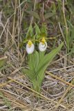 Small White Lady's-slipper, Cypripedium candidum