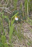 Small White Lady's-slipper, Cypripedium candidum