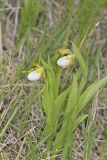Small White Lady's-slipper, Cypripedium candidum