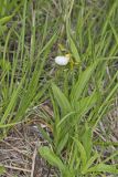 Small White Lady's-slipper, Cypripedium candidum