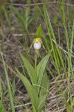 Small White Lady's-slipper, Cypripedium candidum