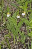 Small White Lady's-slipper, Cypripedium candidum