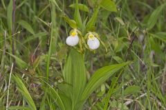 Small White Lady's-slipper, Cypripedium candidum
