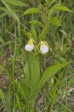 Small White Lady's-slipper, Cypripedium candidum