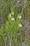 Small White Lady's-slipper, Cypripedium candidum