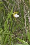 Small White Lady's-slipper, Cypripedium candidum