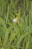 Small White Lady's-slipper, Cypripedium candidum