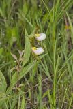 Small White Lady's-slipper, Cypripedium candidum