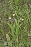 Small White Lady's-slipper, Cypripedium candidum