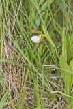 Small White Lady's-slipper, Cypripedium candidum