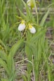 Small White Lady's-slipper, Cypripedium candidum