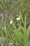 Small White Lady's-slipper, Cypripedium candidum