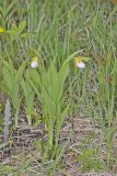 Small White Lady's-slipper, Cypripedium candidum