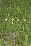Small White Lady's-slipper, Cypripedium candidum