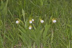 Small White Lady's-slipper, Cypripedium candidum