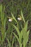 Small White Lady's-slipper, Cypripedium candidum