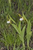Small White Lady's-slipper, Cypripedium candidum