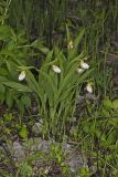 Small White Lady's-slipper, Cypripedium candidum