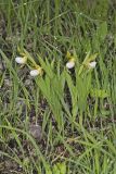 Small White Lady's-slipper, Cypripedium candidum
