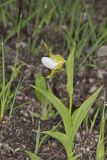 Small White Lady's-slipper, Cypripedium candidum