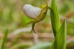 Small White Lady's-slipper, Cypripedium candidum