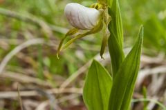 Small White Lady's-slipper, Cypripedium candidum Small White Lady's-slipper, Cypripedium candidum
