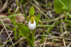 Small White Lady's-slipper, Cypripedium candidum Small White Lady's-slipper, Cypripedium candidum