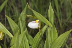 Small White Lady's-slipper, Cypripedium candidum