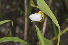 Small White Lady's-slipper, Cypripedium candidum Small White Lady's-slipper, Cypripedium candidum
