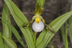 Small White Lady's-slipper, Cypripedium candidum