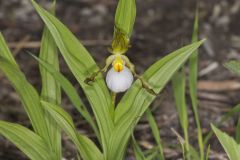 Small White Lady's-slipper, Cypripedium candidum Small White Lady's-slipper, Cypripedium candidum