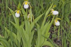 Small White Lady's-slipper, Cypripedium candidum
