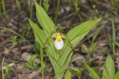 Small White Lady's-slipper, Cypripedium candidum Small White Lady's-slipper, Cypripedium candidum