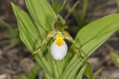 Small White Lady's-slipper, Cypripedium candidum