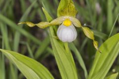 Small White Lady's-slipper, Cypripedium candidum