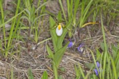 Small White Lady's-slipper, Cypripedium candidum