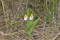 Small White Lady's-slipper, Cypripedium candidum