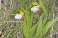 Small White Lady's-slipper, Cypripedium candidum
