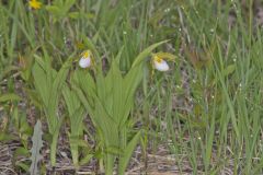 Small White Lady's-slipper, Cypripedium candidum