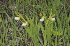 Small White Lady's-slipper, Cypripedium candidum