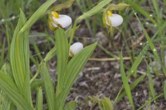 Small White Lady's-slipper, Cypripedium candidum
