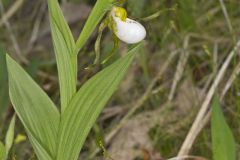 Small White Lady's-slipper, Cypripedium candidum Small White Lady's-slipper, Cypripedium candidum